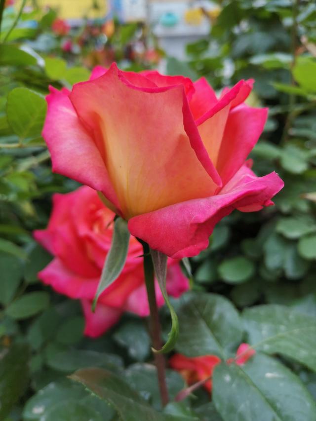 假昙花和蟹爪兰哪个好养:大家都喜欢什么花卉，有什么种植经验和大家分享？