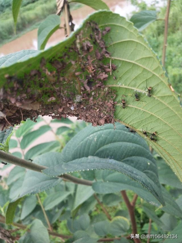 花盆灭蚂蚁最有效的方法:花盆里有蚂蚁和小飞虫怎样防治？