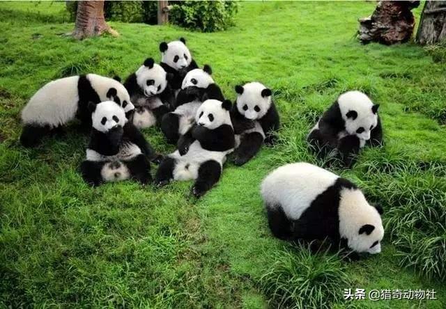 熊猫是食肉动物吗，熊猫为什么不像其他熊类一样凶猛呢