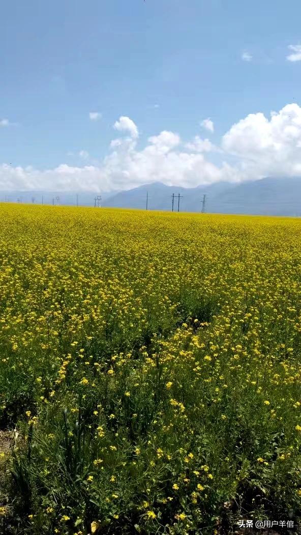 4大桃花月份：桃花几月份