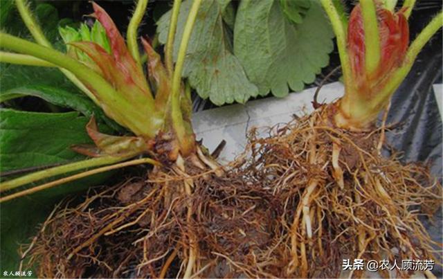 双色草莓和紫草莓混养:双色草莓可以和什么鱼混养 草莓重茬种植常死苗，怎么办啊，有哪些防止方法？