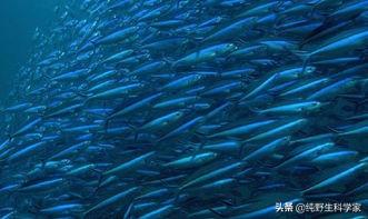 深海巨腹鱼群在哪里能找到:在海洋中，庞大的鱼群能够统一行动轨迹，是怎样传递信息的？