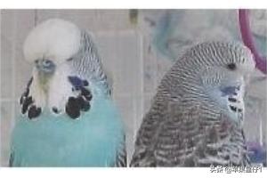 鹦鹉图片大全:第一次养鹦鹉，哪个品种比较好？