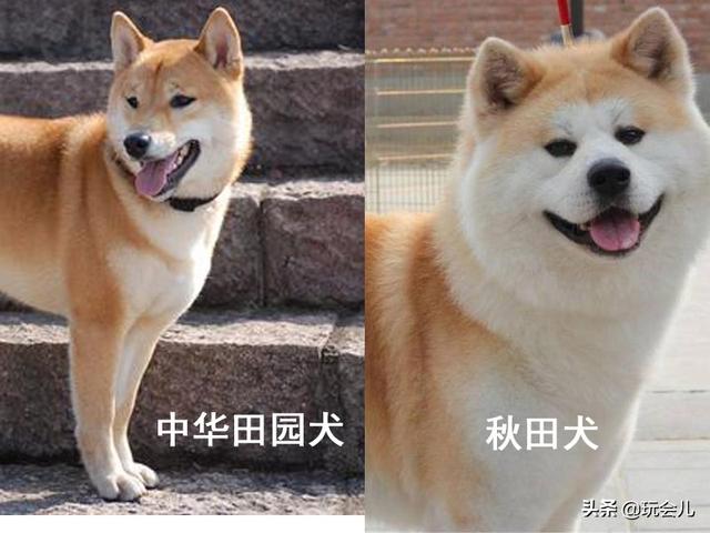 头条问答 中国田园犬到底有多可爱 你怎么看 手养鹦鹉家的回答 0赞