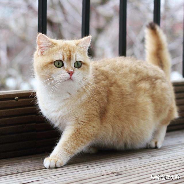 猫咪不乖by:家里的猫主子嫌弃伙食不好不吃饭，应该怎么办？