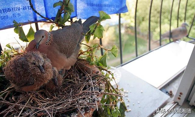 因为鸽子和斑鸠的性质是不同的,虽然它们同属于鸠鸽科,但是一个是家养