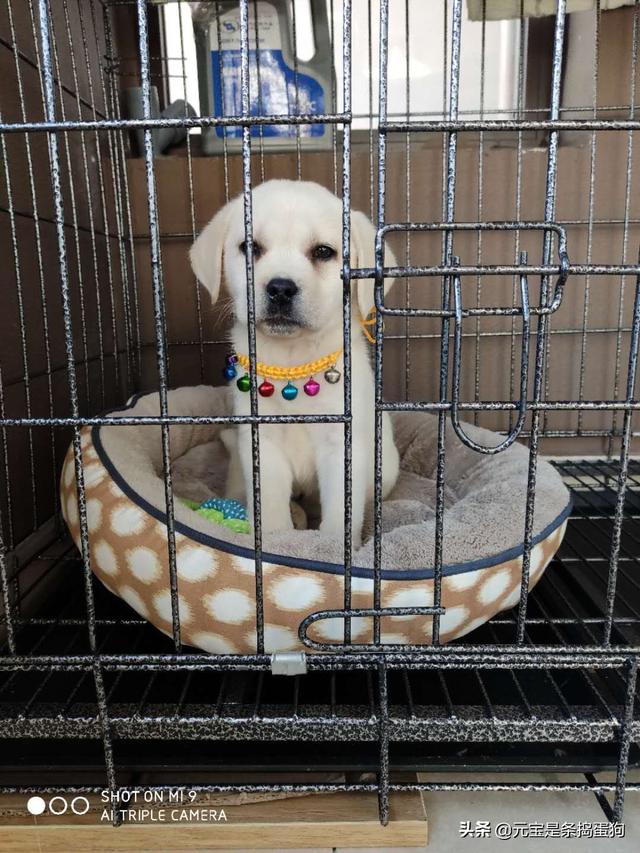 拉不拉多:拉布拉多犬好不好养，有什么缺点？
