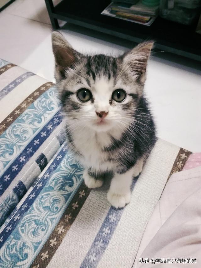 新手养猫注意事项两个月:家里两个月的小猫是应该关在笼子里养还是放养？