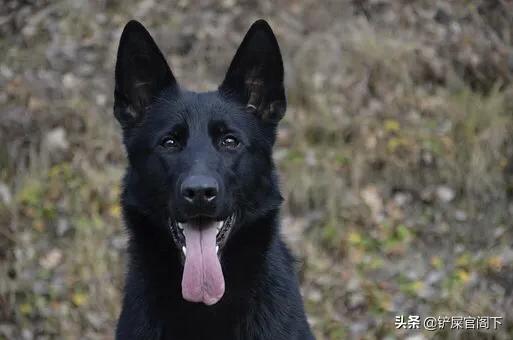 大型犬种类:什么大型狗又漂亮又厉害？ 大型犬种类及名称大全