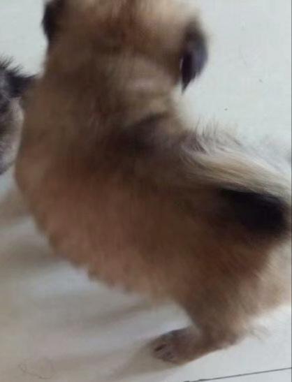 博美狗品种:博美犬和狐狸犬是同一种狗吗？