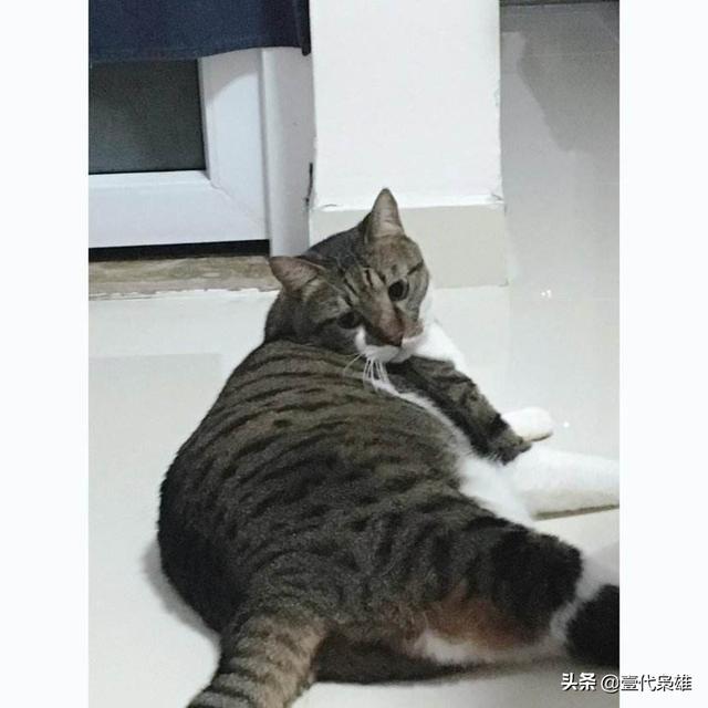 猫为什么喜欢吃鱼答案:猫为什么喜欢吃老鼠和鱼？