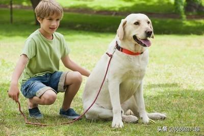 怎样帮猫减肥:一个月，我妈把我的二哈狗养成了二哈猪，我该怎么给它减肥？