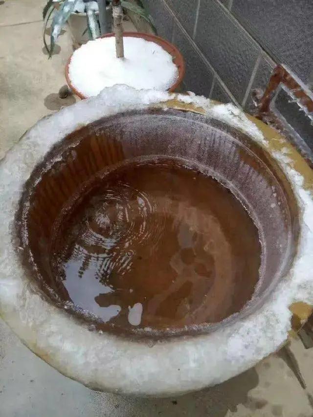蜈蚣草图片:蜈蚣草图片的使用方法 古法养鱼，缸水变绿了怎么办？