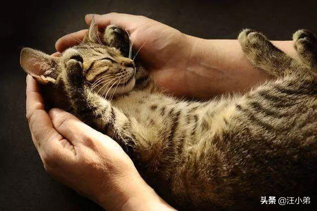 猫咪不乖by:家里的猫主子嫌弃伙食不好不吃饭，应该怎么办？