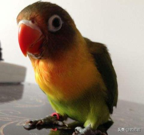 牡丹鹦鹉吃什么野菜好:牡丹鹦鹉喜只吃小米怎么办？