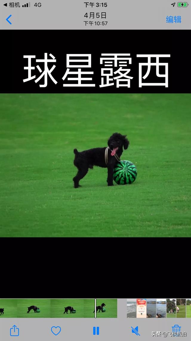 我和狗狗:狗狗和人住在同一间房对人有没有影响？