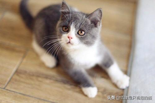 布偶和美国卷耳猫配:第一次养猫，哪种猫比较合适？