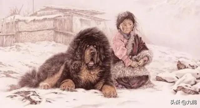 斗牛犬秒杀藏獒视频:藏獒和猞猁进行殊死搏斗，猞猁可以坚持多久？为什么？