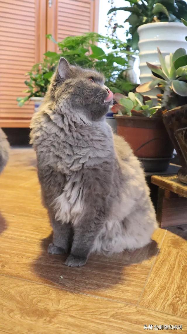 猫白血病确诊:猫咪生病时，一般会用什么方式来提醒主人呢？