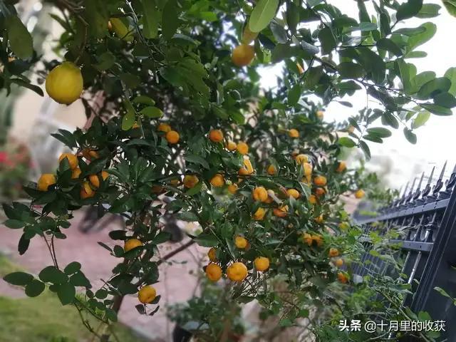 家住别墅是什么样的感觉？插图37