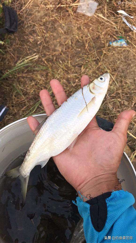 野钓中什么鱼闹窝最为厉害？白条、麦穗、鳑鲏、虾虎、马口？