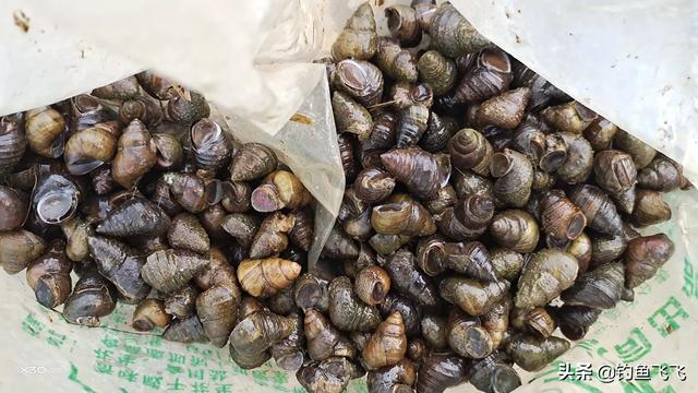 鱼饵料:野钓罗非鱼不用商品饵的情况下，有什么别的最佳饵料吗？