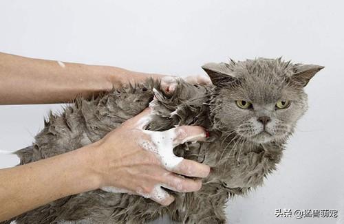 猫癣会传染大猫吗:抱了一下有猫癣的猫会不会得猫癣，抱了有猫癣的猫会被染猫癣吗？