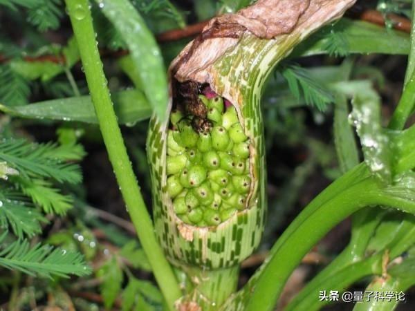 尸香魔芋花:“进化论”明明是主流理论的，为什么我们没有感到生物正在进化？