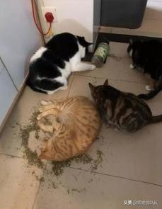 给猫猫吸的猫薄荷是什么:猫草和猫薄荷是干嘛用的？有必要给猫吃么？ 猫吸猫薄荷是什么感觉