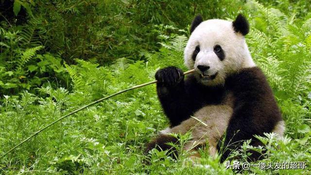 洋县除了朱鹮还有哪三个国宝级的动物？