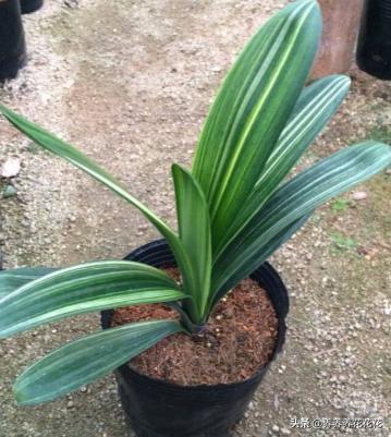 头条问答 - 前几天扦插的无根君子兰叶片耷拉了,怎么回事?(4个回答)