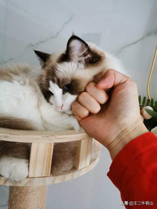 布偶猫吧的人有病:布偶猫过于黏人是怎样的体验？