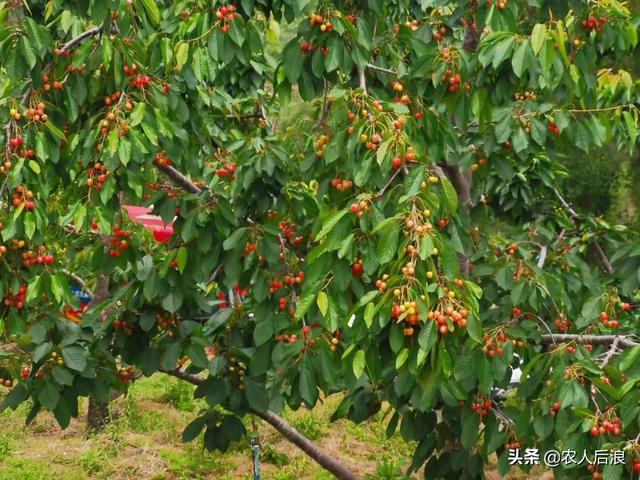 小狗种美丽鲜花小游戏:种花的小游戏 月季花种子几月种好，如何种，出苗齐？