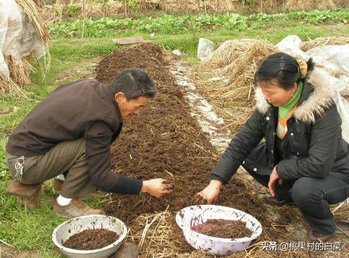 蛋白质含量高的食物:蚯蚓养殖应用高蛋白饲料吗
