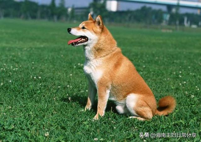 怎么教会狗狗罚站:怎么训练狗狗罚站 教育狗狗的错误方法有哪些？