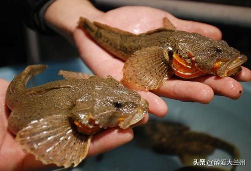 我国的四大名鱼之的鲈鱼产自哪里:鲈鱼有四种，哪种鲈鱼好吃？