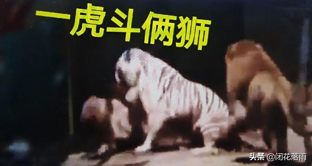 藏獒斗狮子老虎:藏獒和狮子老虎打架谁厉害 棕熊和河马谁厉害？藏獒和老虎谁厉害？老虎和狮子谁厉害？