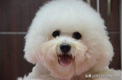 比熊狗粮对泪痕好:比熊犬过得滋润的有哪几个特征？比熊被主人养得好的几个表现？