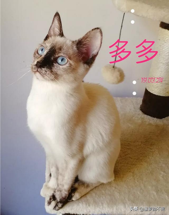 猫咪品种大全及图片鲜罗猫:有没有人认识这是什么猫？