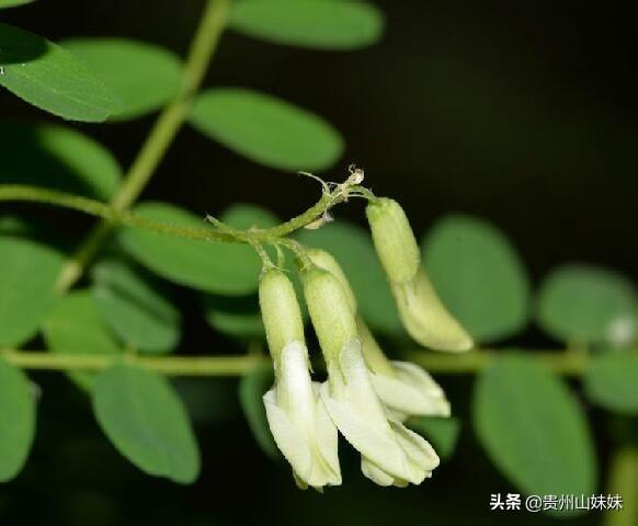 象鼻虫是怎样获得配偶的，有什么措施能提高黄芪的种植产量黄芪有哪些药用价值