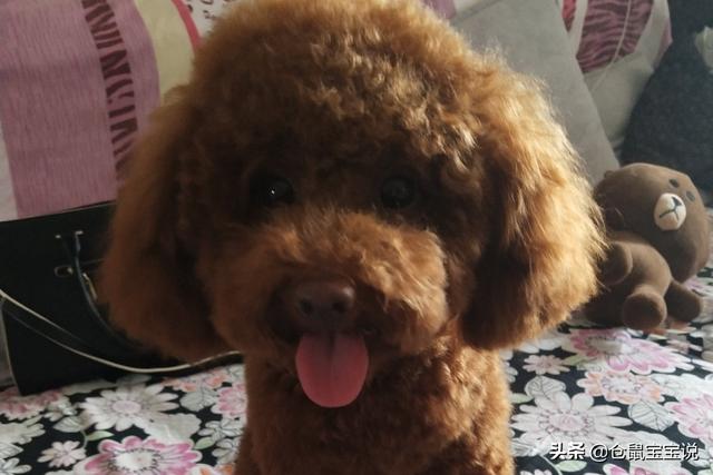西施犬造型图:什么种类的狗狗对人善良？ 西施犬造型图片