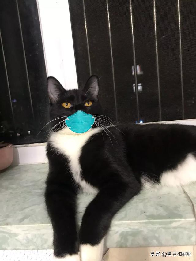 来养一只电子宠物猫:想养只宠物猫过分吗？为什么？