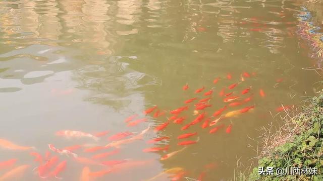 观赏水族疾病防治学:#萌星人成长记#如何才能延长观赏鱼的寿命？