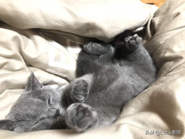 怎么确定猫认主人了咕噜咕噜:如何看出猫对主人的信任度？怎么让它更信任你？