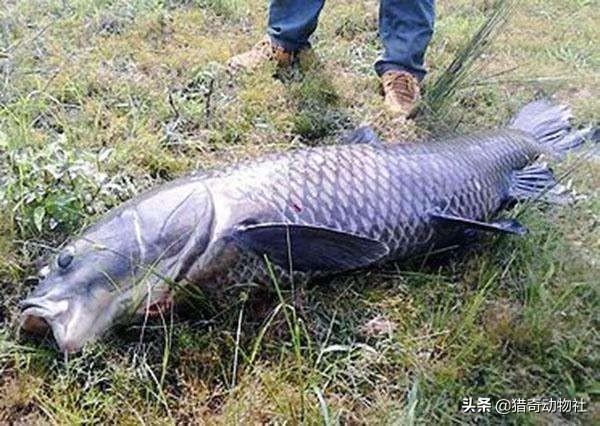 100斤的青鱼要生长多少年?