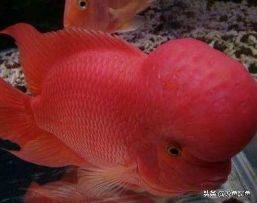 罗汉鱼图片:罗汉鱼图片及价格 罗汉鱼能否与红龙鱼混养？