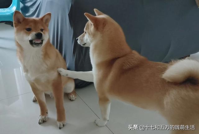 小柴犬图片小时候:调皮又有个性的柴犬适合新手养吗？