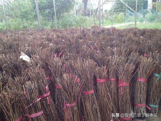 拇指猴养殖:在农村人工养殖知了猴，得投资多钱？