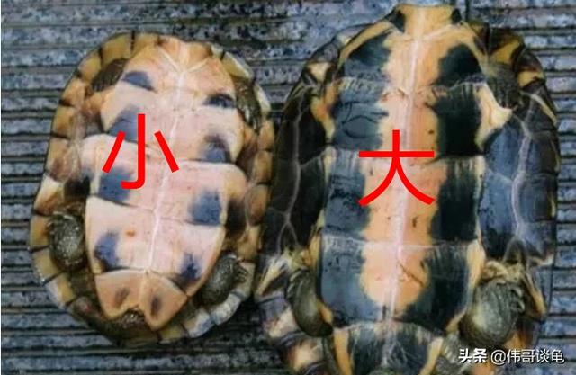 三线闭壳龟:请教大神，这两个乌龟是什么品种？ 三线闭壳金钱龟
