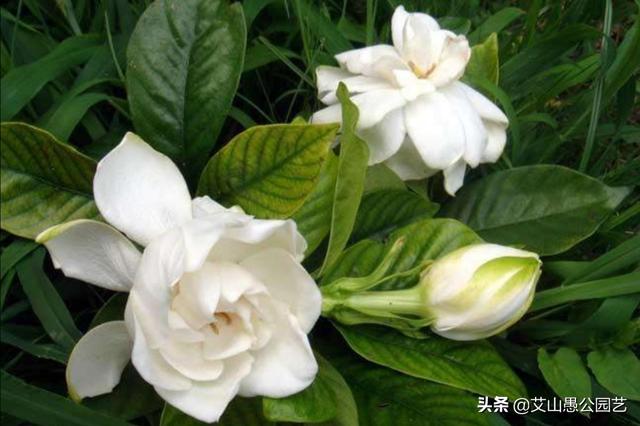 枙子叶脉发黄该怎么办？